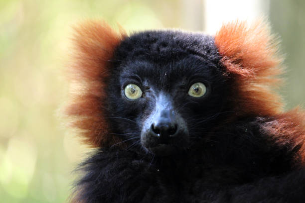istock Portrait of the red ruffed lemur (Varecia rubra) 1434362640