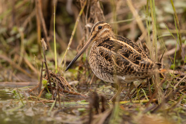 Common snipe sitting on the ground and hiding in a vegetation of wetland stock photo