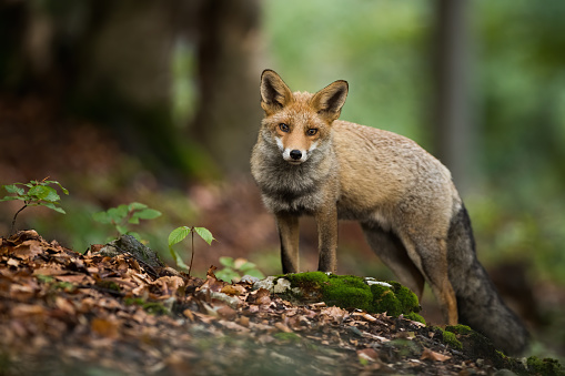 Red fox, vulpes vulpes, standing on foliage in woodland in autumn. Orange predator looking to the camera in forest. Fluffy mammal watching on leaves in fall.