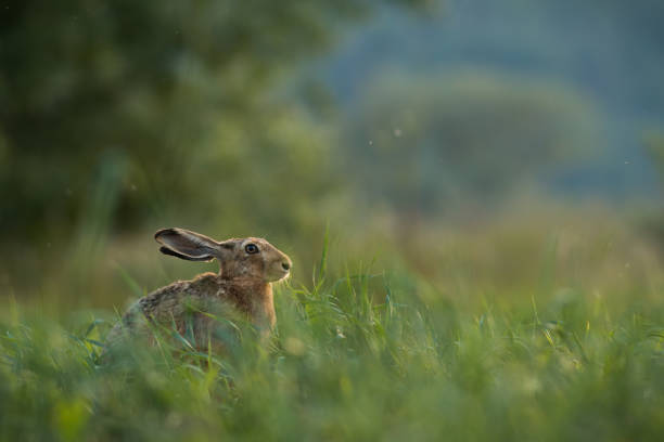 istock Brown hare hiding in long grassland in summer nature 1434363410
