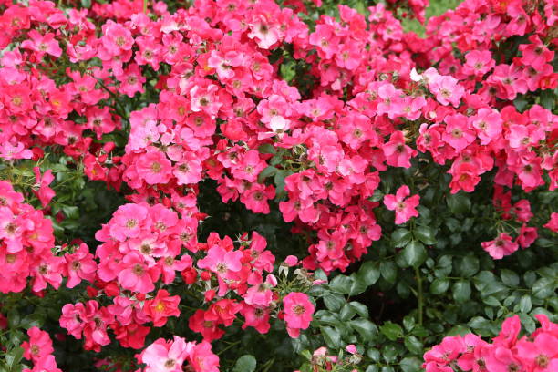 istock Pink roses (grade 