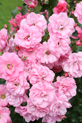 Pink roses (grade 