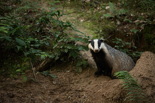 European badger, meles meles, climbs out of the den in summer forest. Black and white mammal with stripes peeking out of the hole. Nocturnal animal looking in woodland.