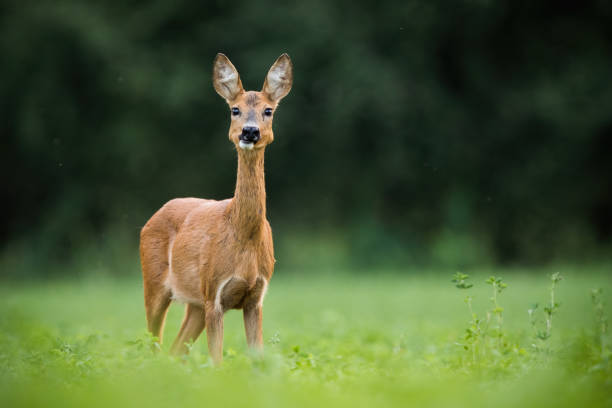 istock Interested roe deer doe looking on a green meadow in summer nature 1434363691