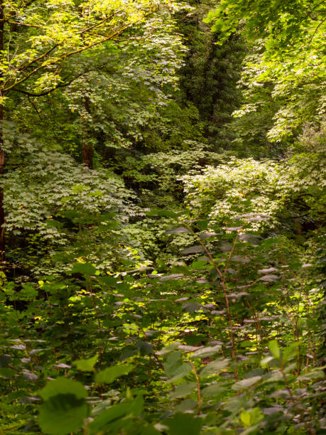 istock glimpse of forest with trees in late spring covered with leaves, natural background 1434363750