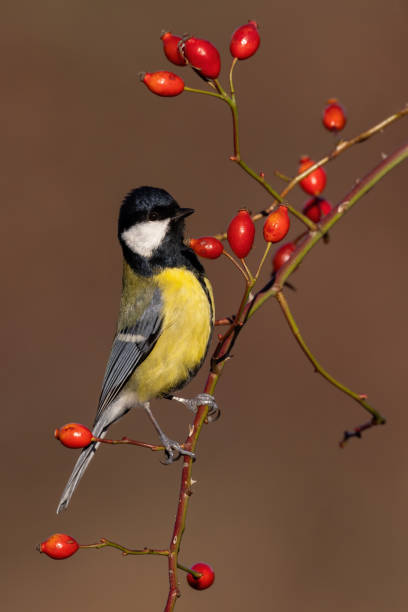 istock Great tit sitting on rosehip tree in autumn in vertical shot 1434363881