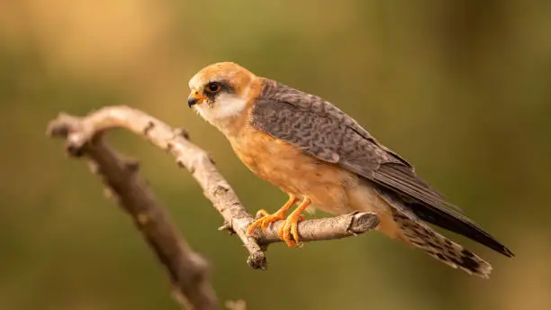 Photo of Female red-footed falcon sitting on branch and leaning forward