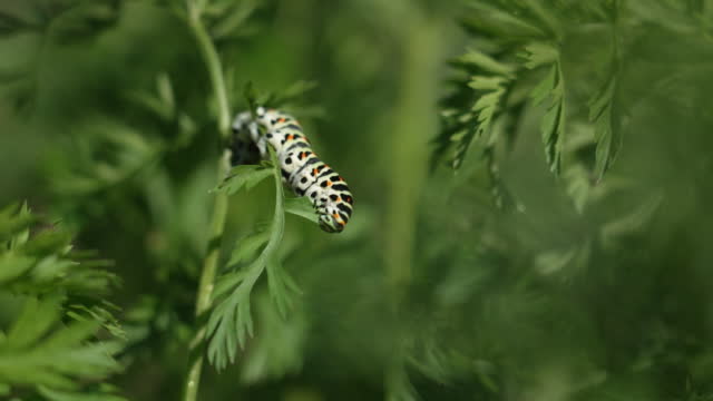 A caterpillar feeds on a leaf of a celery plant.