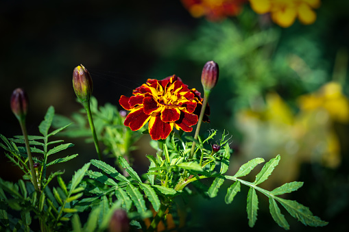 Beautiful tagetes flowers on a flowerbed in a city park