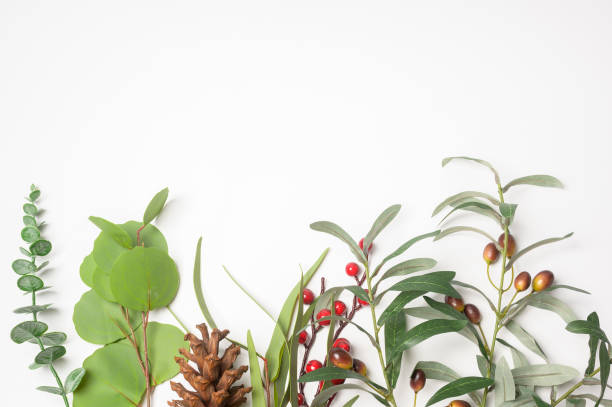 istock White background studio with leaf , packing and skincare beauty concept 1434367656