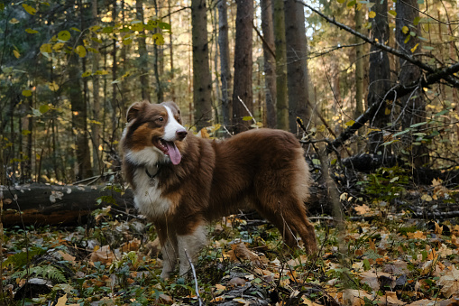 Beautiful brown Australian Shepherd stands in autumn forest and smiles. Side view. Walk with dog Aussie in park on warm sunny day. There are lot of yellow and green leaves around.
