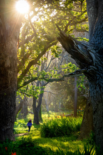 istock magical forest path with sunlight brightening the path for a running child 1434367982