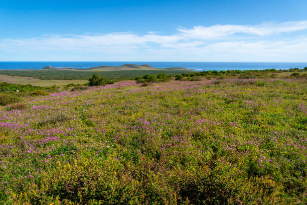istock west coast wild flowers outdoors in a countryside field 1434368110