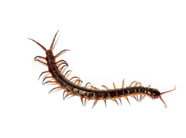 istock Centipede, Centipedes on the white background. 1434368118