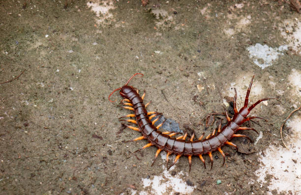 istock Centipede, Centipedes on the white background. 1434368124