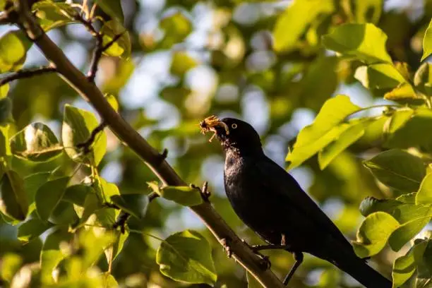 Photo of Early Bird Gets The Bug