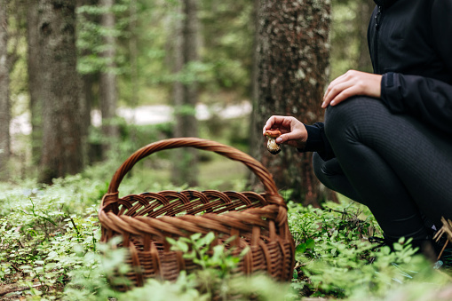 woman walking through forest with a basket, picking mushrooms
