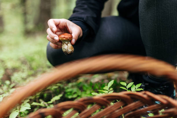 woman walking through forest with a basket, picking mushrooms