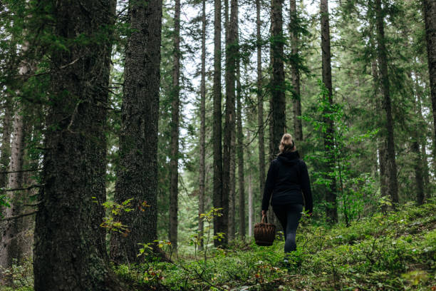 istock Woman picking mushroom in a forest 1434370225
