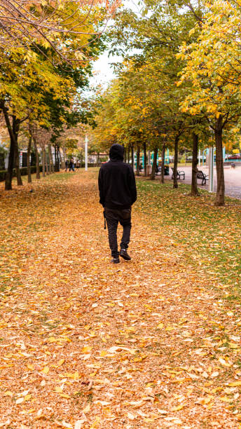 Fall scene from a park full of autumn leaves with a man walking through the park stock photo