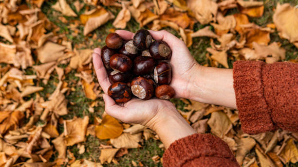 istock Woman hands holding chestnuts over fall leaves background. 1434370668