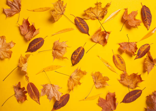 istock Creative layout pattern from made of dry autumn willow, maple and other leaves on yellow background. 1434372402