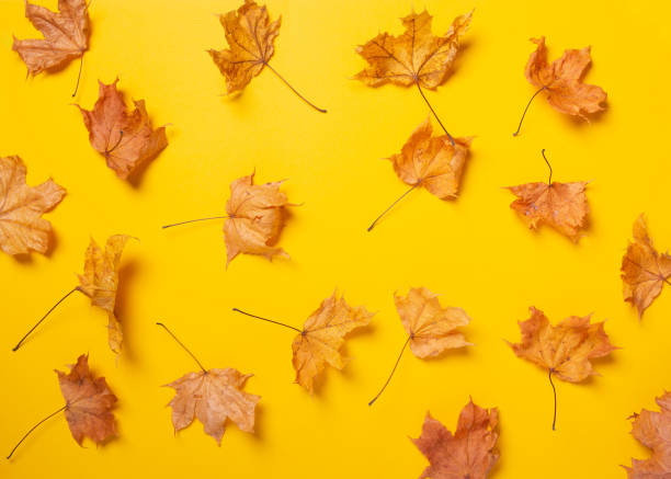 istock Creative layout pattern from made of dry autumn maple leaves on yellow background. 1434372412