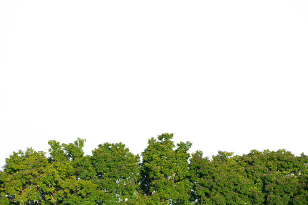 istock fresh green treetop isolated with white copy space background.concept for ecology or environment design. 1434372931