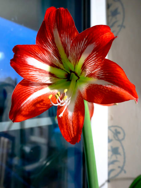 istock large red Amaryllis flowers bloom on the windowsill 1434376802