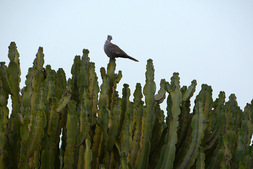 Eurasian collared dove (streptopelia decaocto) on top of a euphorbia biselegance.