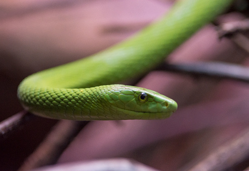 close up of a green mamba in a natural reserve