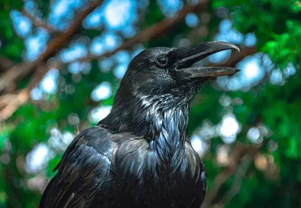 A raven in the sun