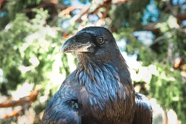 A raven in the sun