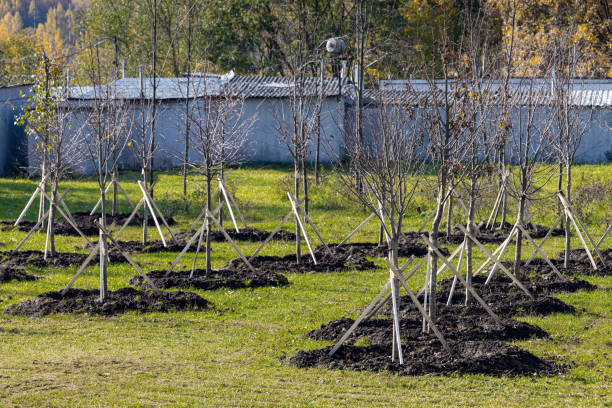 istock planting young trees in the city park 1434381726