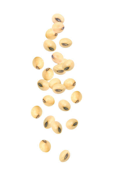 Soybeans flying in the air isolated on white