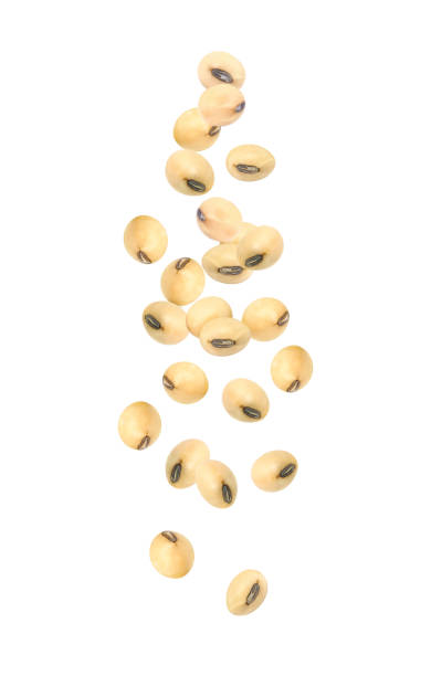 соевые бобы летают в воздухе изолированно на белом - falling beans стоковые фото и изображения
