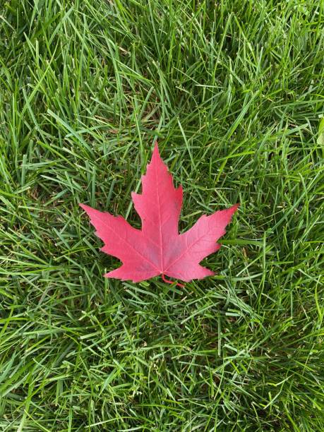 foglia d'acero - maple leaf close up symbol autumn foto e immagini stock