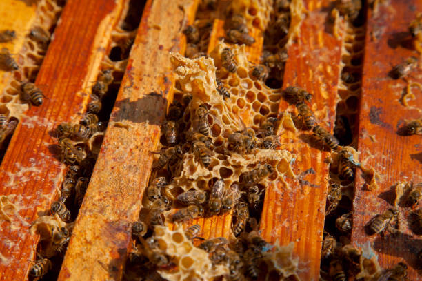 istock Open hive showing the bees swarming on a honeycomb. 1434385536