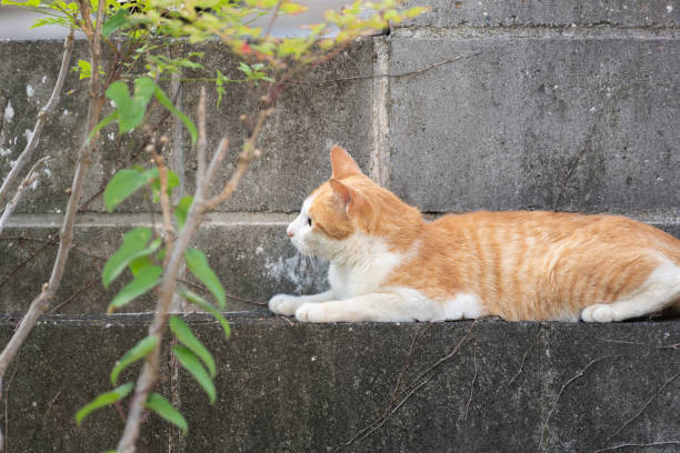 istock cat on the fence 1434386900
