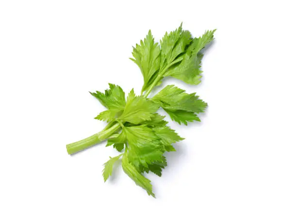 Fresh celery leaf isolated on white background with clipping path. Top view, flat lay.