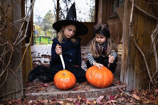 Little girls make jack-o-lantern from big pumpkins for celebratiion of halloween holiday.Witch costume, hat, coat. Cut with knife,take out pulp with seeds.Outdoors activity, backyard.Children's party.