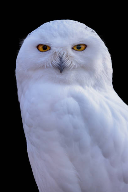 istock Snowy owl with a black background, Bubo scandiacus 1434389944