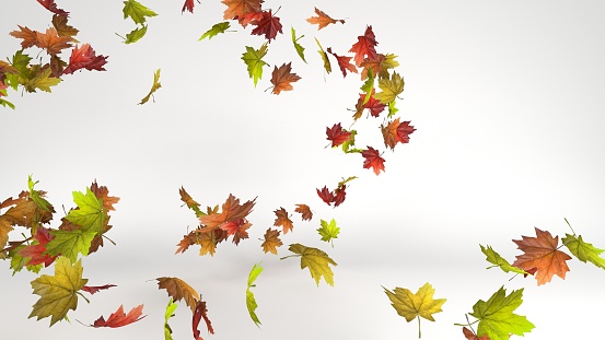 3D Render of Isolated leaf collection. Colorful autumn maple leaves isolated on white background