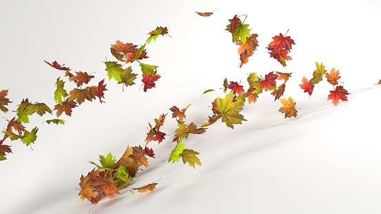 3D Render of Isolated leaf collection. Colorful autumn maple leaves isolated on white background