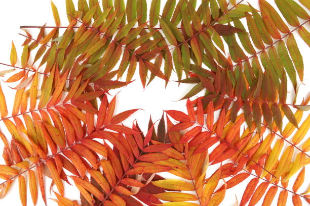 istock Autumn leaves of Rhus typhina tree background. 1434391792