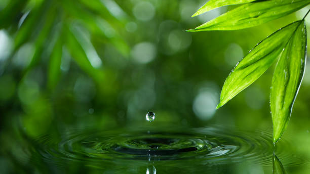 istock fresh green leaves with water drops over the water 1434392237