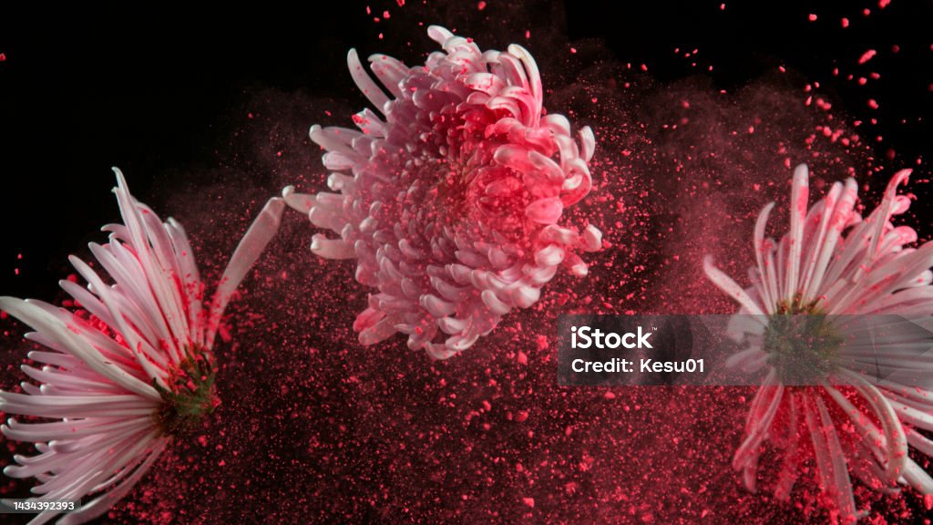Congela El Movimiento De Hermosas Flores De Crisantemo Rosa Con Polvo De Colores Foto de stock y más banco de imágenes de Abstracto - iStock Congela El Movimiento De Hermosas Flores De Crisantemo Rosa Con Polvo De Colores Foto de stock y más banco de imágenes de Abstracto - iStock