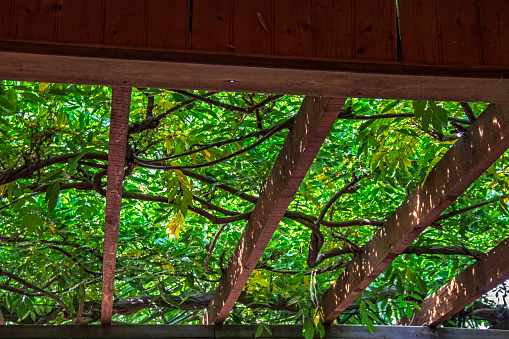 House terrace top covered with leaves making a shade cover