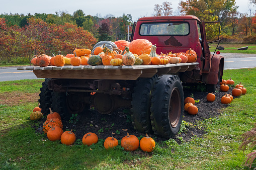 Pumpkins on display on an old red flatbed pickup truck.