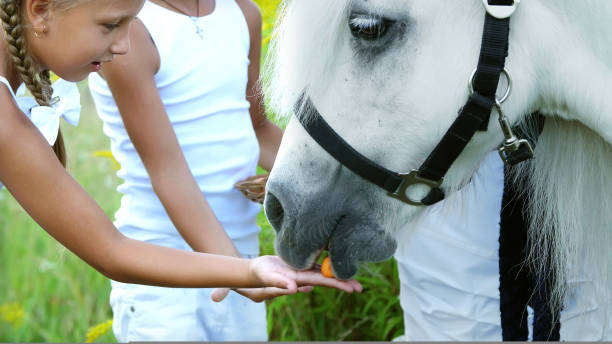 어린이, 소년과 7 년, 백색 망 아 지, 먹이의 여자 당근 먹을 게. 쾌활 한, 행복 한 가족 휴가입니다. 야외, 여름 숲 근처에서 - horse child animal feeding 뉴스 사진 이미지